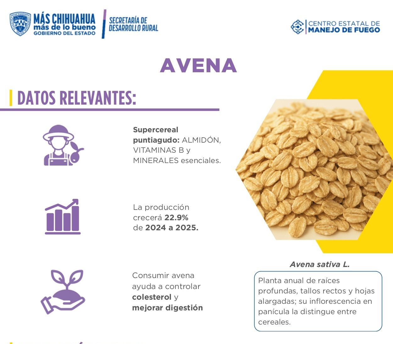 Avena