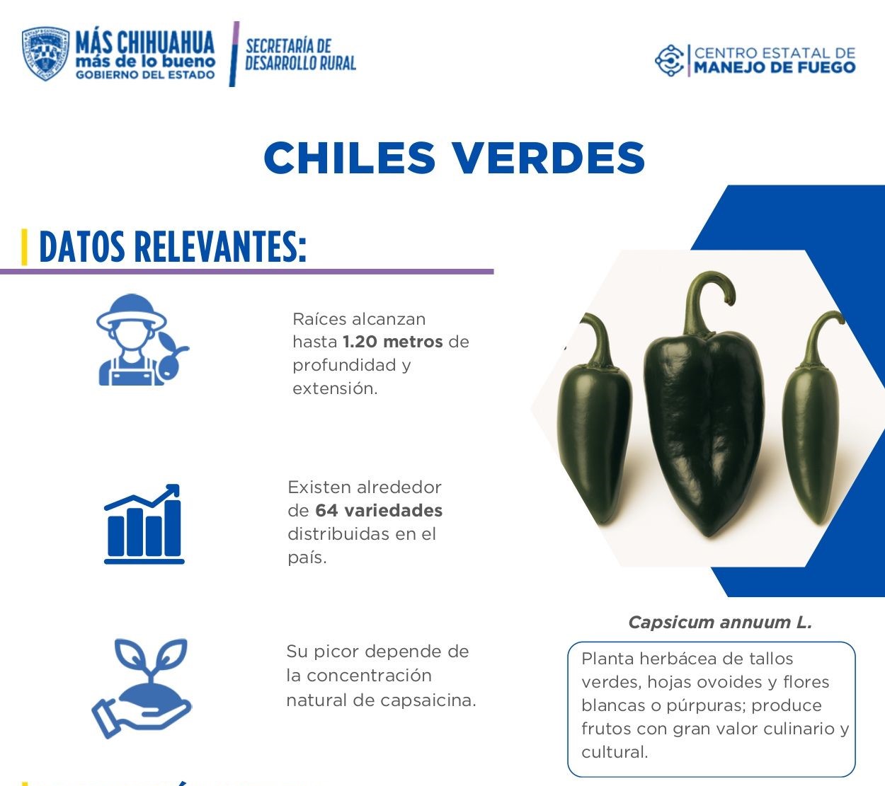 Chiles Verdes