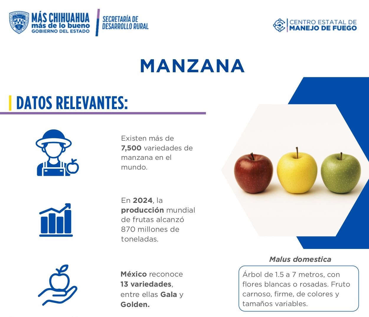 Manzana